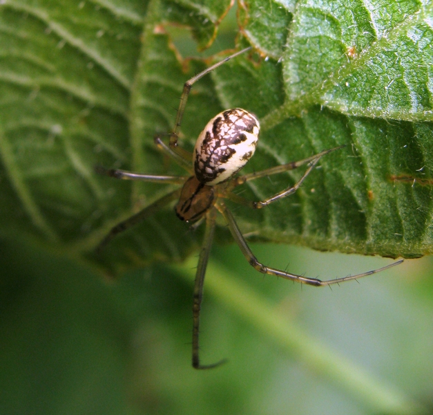 Linyphia triangularis - Moriago della Battaglia (TV)